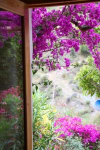 Vonkajšia záhrada v ubytovaní Cortijo Jamaica - Off Grid Paradise - Costa Tropical