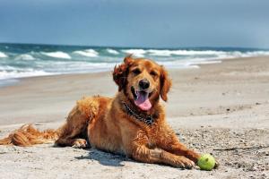 a dog laying on the beach with a tennis ball at Villa Almendro Santa Rosalia Lake and Life Resort by PREMIUM SPAIN PROPERTIES in Torre-Pacheco