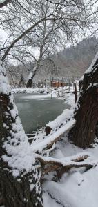 a snow covered tree next to a body of water at Csacsiország Vendégház in Nógrádsáp