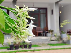 a white flower on a tree in front of a house at Surfing Pinthaliya - Midigama in Weligama