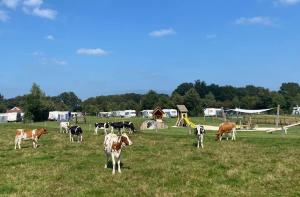Afbeelding uit fotogalerij van Camping Dal van de Mosbeek in Mander
