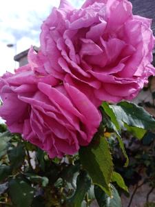 Garður fyrir utan Rose Garden Bayeux