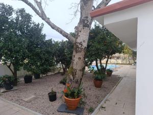 a group of potted plants next to a tree at Casa do Outeirinho in Campos
