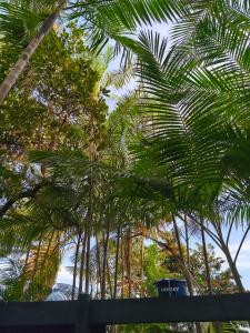 a group of palm trees in front of a fence at Luz de Maria in Belém