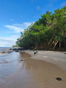 a dog running on a beach with trees in the background at Luz de Maria in Belém