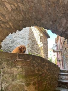 Majutusasutuse El Fossadeu-Biassa-Cinque Terre külastajatega peatuv lemmikloom või lemmikloomad