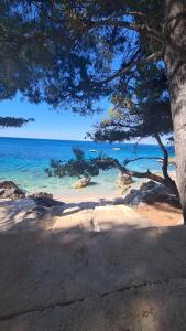 a beach with a tree and the ocean at Sunset Luxury Beach Apartment - Private Pool in Ivan Dolac +89 photos