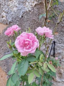 Gallery image of Elizondopousada04 in Natal +14 photos