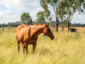 un caballo marrón parado en un campo de hierba alta en The Rocky At Stones Throw Away by Tiny Away, en Pittsworth