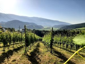a row of grapes in a vineyard with mountains in the background at Auszeit am Weinhof in Loschenthal