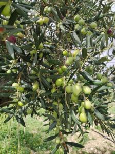 a bunch of green olives growing on a tree at b&b TENUTE LAZZARINO in Sciacca