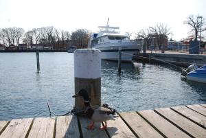 Naturlandskabet i nærheden af lejligheden + 15 billeder