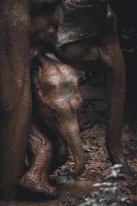 Fotografie z fotogalerie ubytování Wild Safari Nest Udawalawe v Udawalawe