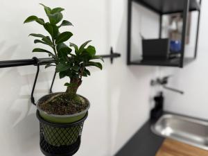 a plant in a pot on a counter next to a sink at Maison Circe - Boutique Apartment in Latina