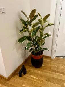 Fotografija u galeriji objekta SilverSea Apartman u gradu Šabac
