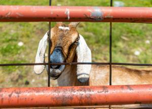 Animais na casa de férias ou nos arredores