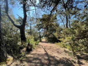 a dirt trail in a forest with trees at Maisonnette à Barbâtre, proche plage, animaux admis, 2-4 pers. - FR-1-823-118 in Barbâtre +2 photos