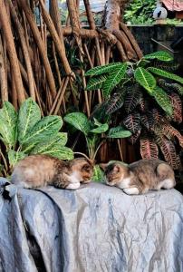 Ospiti di Alass Ga For Pets Lovers con animali domestici