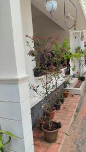 MohaliVintage homes的建筑物边一排盆盆栽植物