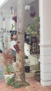 MohaliVintage homes的一堆盆栽植物前的棕榈树