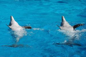 two dolphins swimming in the blue water at Kimpton Atlantico Algarve by IHG in Albufeira