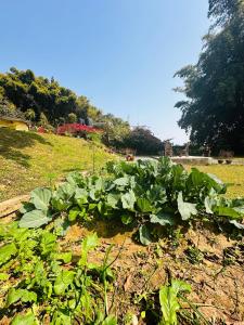 Ein Garten an der Unterkunft Hotel Tourist Residency
