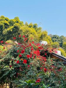 Ein Garten an der Unterkunft Hotel Tourist Residency