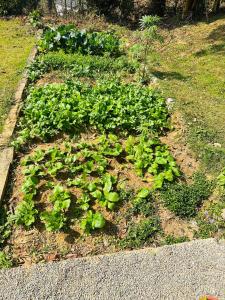 Ein Garten an der Unterkunft Hotel Tourist Residency