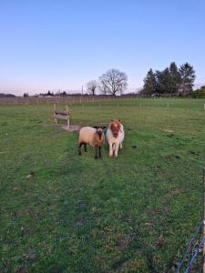 two sheep standing next to each other in a field at maison à la campagne in Cleyrac