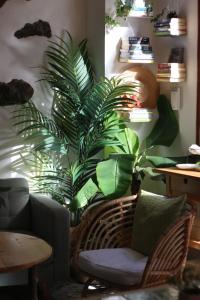 Posezení v ubytování Banana Garden La Palma + 37 fotografií