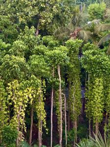 Fotografie z fotogalerie ubytování Serene Sky Guest house v destinaci Thoddoo