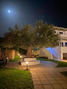 a tree in front of a building at night at Lindos Athena in Lindos