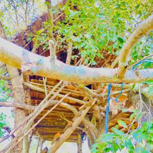 un árbol con ramas y hojas en la parte superior de un edificio en Habarana Tree House Area, en Habarana