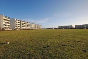 a cat sitting in a field in front of buildings at Ferienwohnung Thordsen 2 in Burgtiefe auf Fehmarn  +3 photos