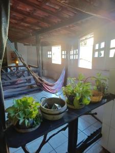 a table with potted plants on top of it at Hostel Covil das Trilhas in Lençóis