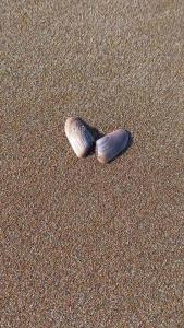 two seashells sitting in the sand on the beach at Dedalos Beach n1 ground floor in Stalida