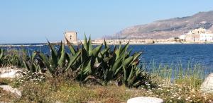 a plant on the shore of a body of water at 32Venti - Comfort Apartments Trapani in Trapani