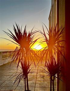 three palm trees in front of a sunset at Casal Santa Virginia in Sintra