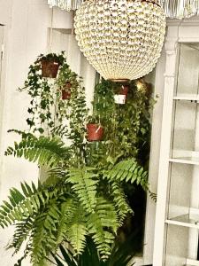 a bunch of plants in a room with a chandelier at Casal Santa Virginia in Sintra