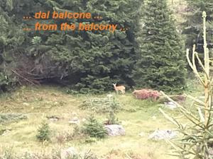 un cervo in piedi in un campo con alberi di Casina Alpina sugli impianti Passo S Pellegrino a Passo San Pellegrino