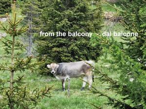 una mucca in piedi in un campo con le parole del bilancio di biologia. di Casina Alpina sugli impianti Passo S Pellegrino a Passo San Pellegrino Altre 25 foto