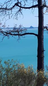 a tree with the ocean in the background at AVRANCHES-BAIE DU MONT SAINT MICHEL - Normandie in Avranches