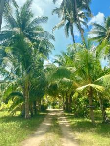 eine Reihe von Palmen auf einer unbefestigten Straße in der Unterkunft Villa Mona-Beachfront Sunset Peaceful Garden Villa in Nathon Bay