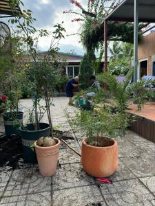 a man working in a garden with potted plants at Cinderella Home stay in Ấp Bình Hòa (1)