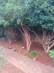 a garden with potted plants and a tree at Tecnoshow 2025 - casa in Rio Verde