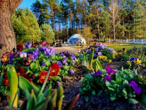 a garden of flowers with a tent in the background at Glamping pod Orłem in Cedynia