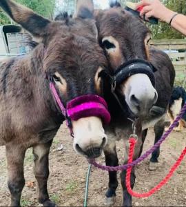 Zvířata v luxury tent nebo okolí + 35 fotografií