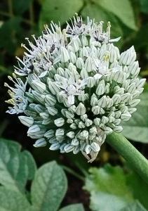 Billede fra billedgalleriet på Casa Entre Pinos susa i Susa