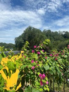 a bunch of pink flowers on a fence at Villa Ốc Biển Xanh - Flamingo Hải Tiến in Thanh Hóa