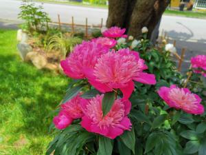 a bunch of pink flowers in a garden at Bed Plus One in House in Richmond +4 photos